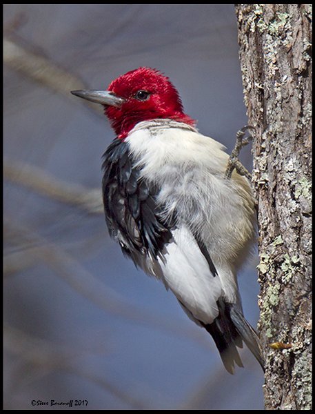 _7SB3869 red-headed woodpecker.jpg